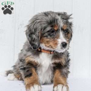 Katie, Mini Bernedoodle Puppy