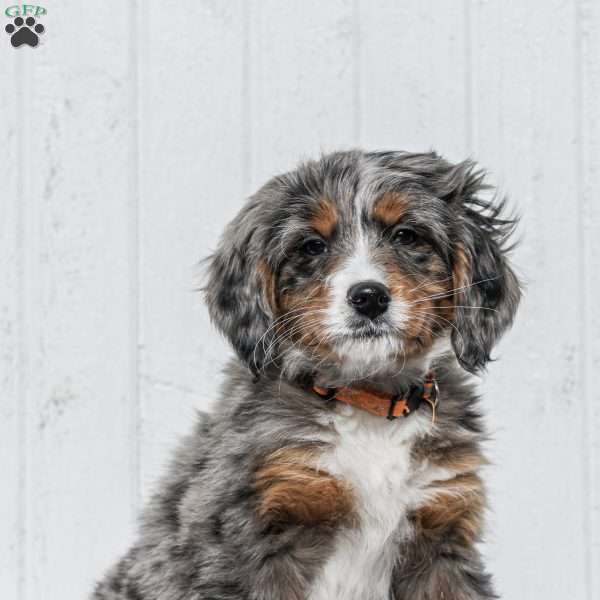 Katie, Mini Bernedoodle Puppy