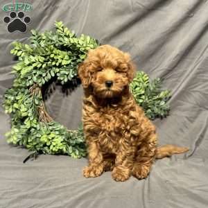 Shadow, Mini Goldendoodle Puppy