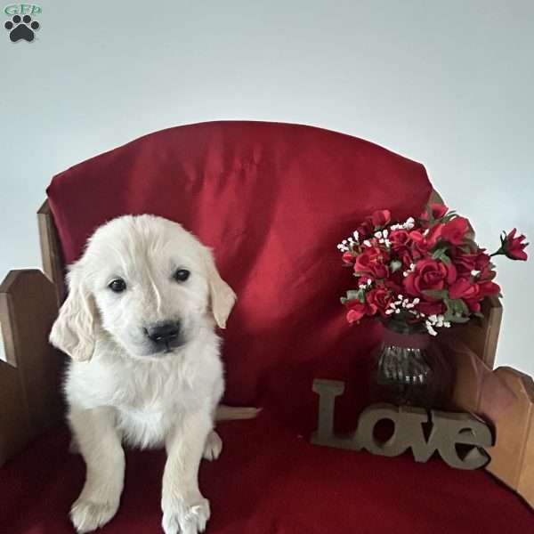 Collin, English Cream Golden Retriever Puppy