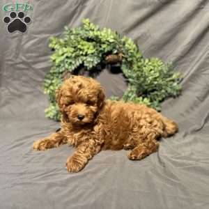 Shadow, Mini Goldendoodle Puppy