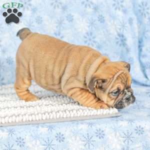 Twila, English Bulldog Puppy