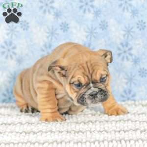 Twila, English Bulldog Puppy