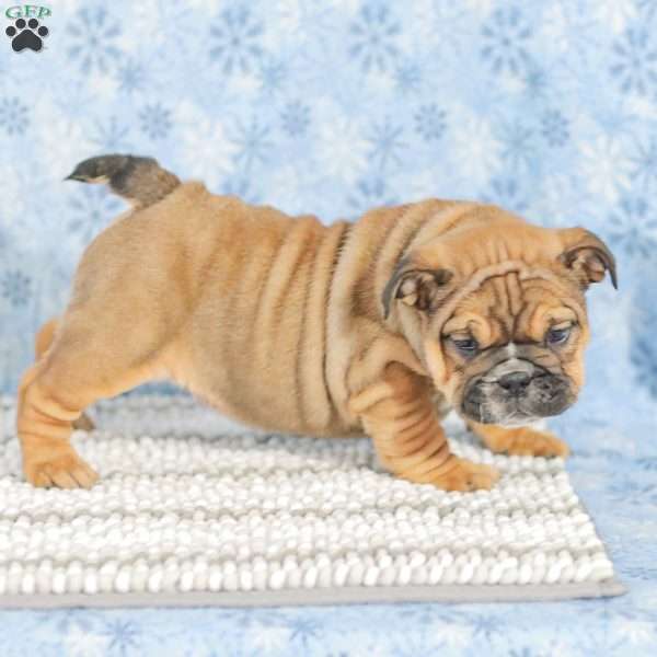 Twila, English Bulldog Puppy