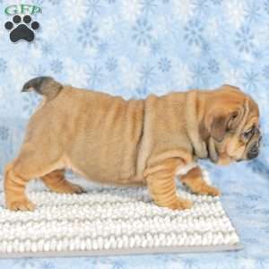 Twila, English Bulldog Puppy