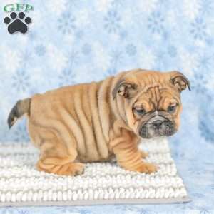 Twila, English Bulldog Puppy