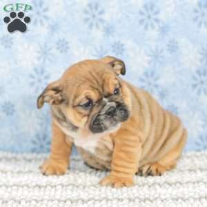 Twila, English Bulldog Puppy