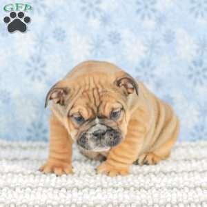 Twila, English Bulldog Puppy