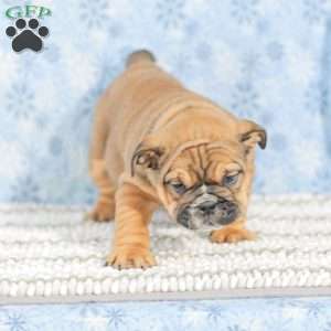 Twila, English Bulldog Puppy