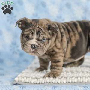 Tisa, English Bulldog Puppy