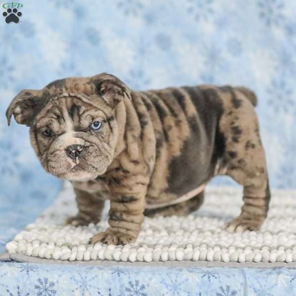 Tisa, English Bulldog Puppy