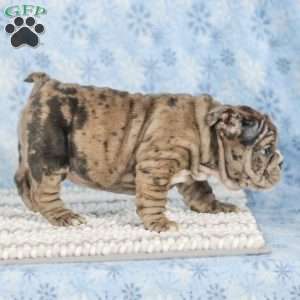 Tisa, English Bulldog Puppy