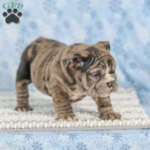 Tisa, English Bulldog Puppy