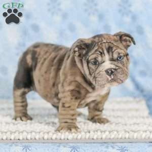 Tisa, English Bulldog Puppy