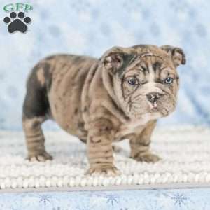 Tisa, English Bulldog Puppy