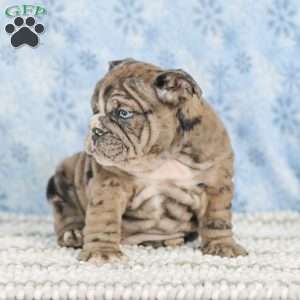 Tisa, English Bulldog Puppy