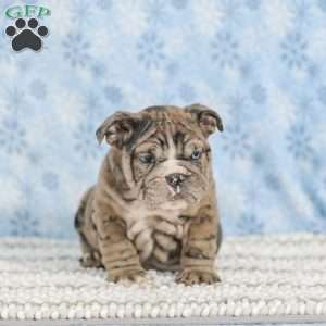 Tisa, English Bulldog Puppy