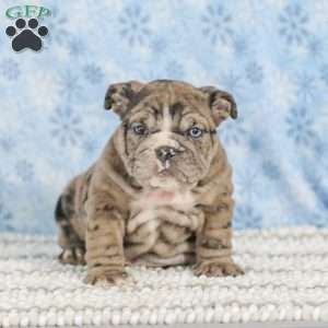 Tisa, English Bulldog Puppy