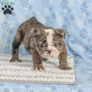 Tara, English Bulldog Puppy
