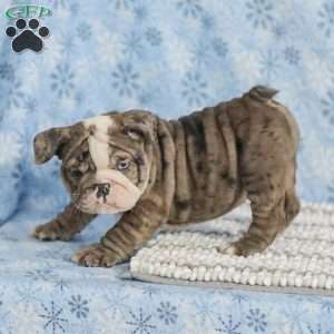 Tara, English Bulldog Puppy