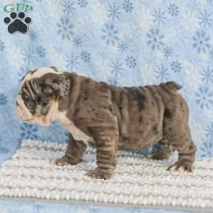 Tara, English Bulldog Puppy
