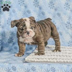 Tara, English Bulldog Puppy