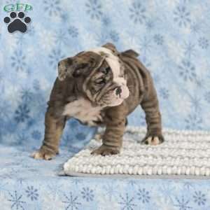 Tara, English Bulldog Puppy
