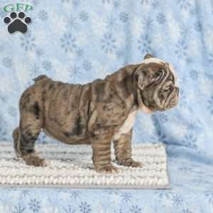 Tara, English Bulldog Puppy