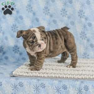 Tara, English Bulldog Puppy