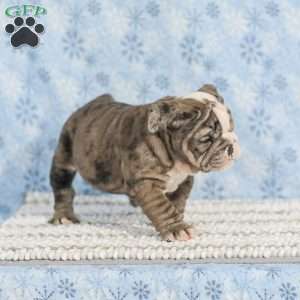 Tara, English Bulldog Puppy