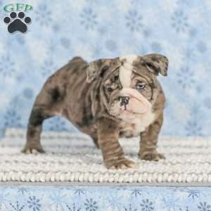 Tara, English Bulldog Puppy