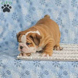 Theo, English Bulldog Puppy