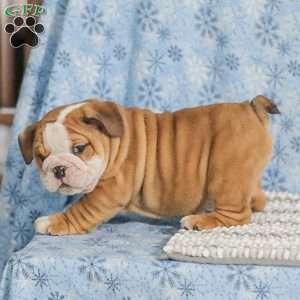 Theo, English Bulldog Puppy