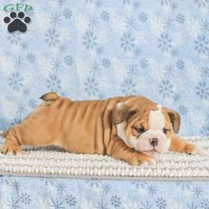 Theo, English Bulldog Puppy