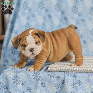 Theo, English Bulldog Puppy