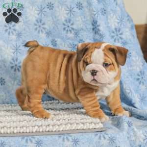 Theo, English Bulldog Puppy