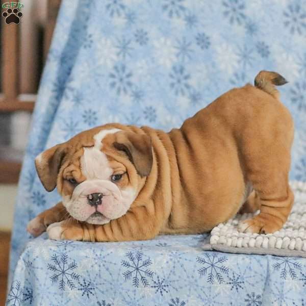 Theo, English Bulldog Puppy