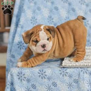 Theo, English Bulldog Puppy