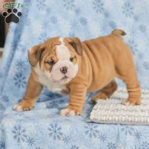 Theo, English Bulldog Puppy