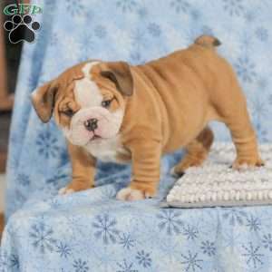 Theo, English Bulldog Puppy