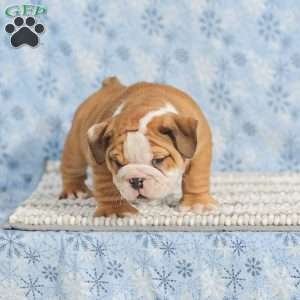 Theo, English Bulldog Puppy