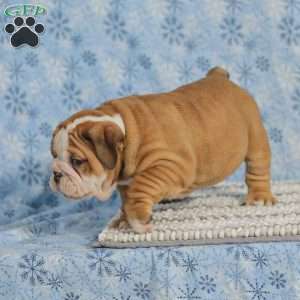 Theo, English Bulldog Puppy