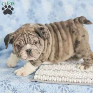 Tinon, English Bulldog Puppy