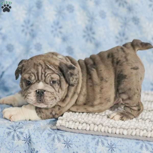 Tinon, English Bulldog Puppy