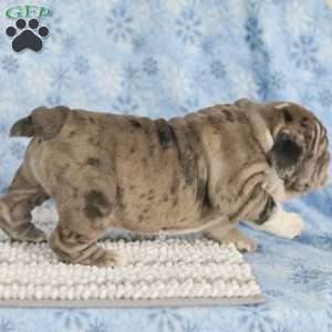 Tinon, English Bulldog Puppy