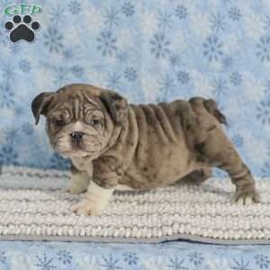 Tinon, English Bulldog Puppy