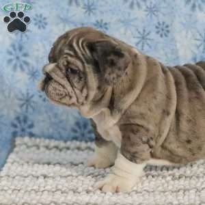 Tinon, English Bulldog Puppy