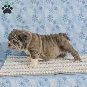 Tinon, English Bulldog Puppy