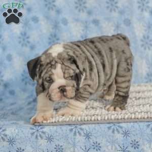 Trenton, English Bulldog Puppy