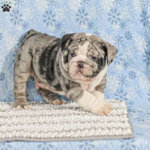 Trenton, English Bulldog Puppy